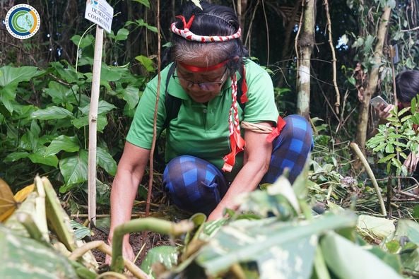 CCCPHL's tweet photo. The #CCCWeek2022 kicked off Saturday with the planting of 200 Narra, Dao, and Sablot seedlings at the La Mesa Nature Reserve by @cccphl and partner agencies and organizations, including indigenous peoples and the youth. https://t.co/K3pAQdsWz9