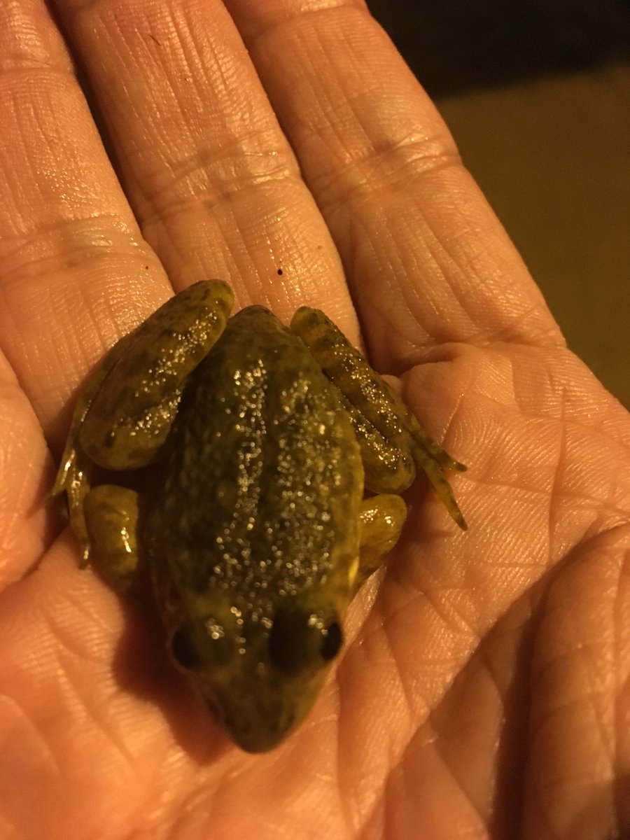 OmicsOmicsBlog's tweet photo. Northern cricket frog, Manchester New Jersey
#TweetAFrog https://t.co/1cTzBscZZb