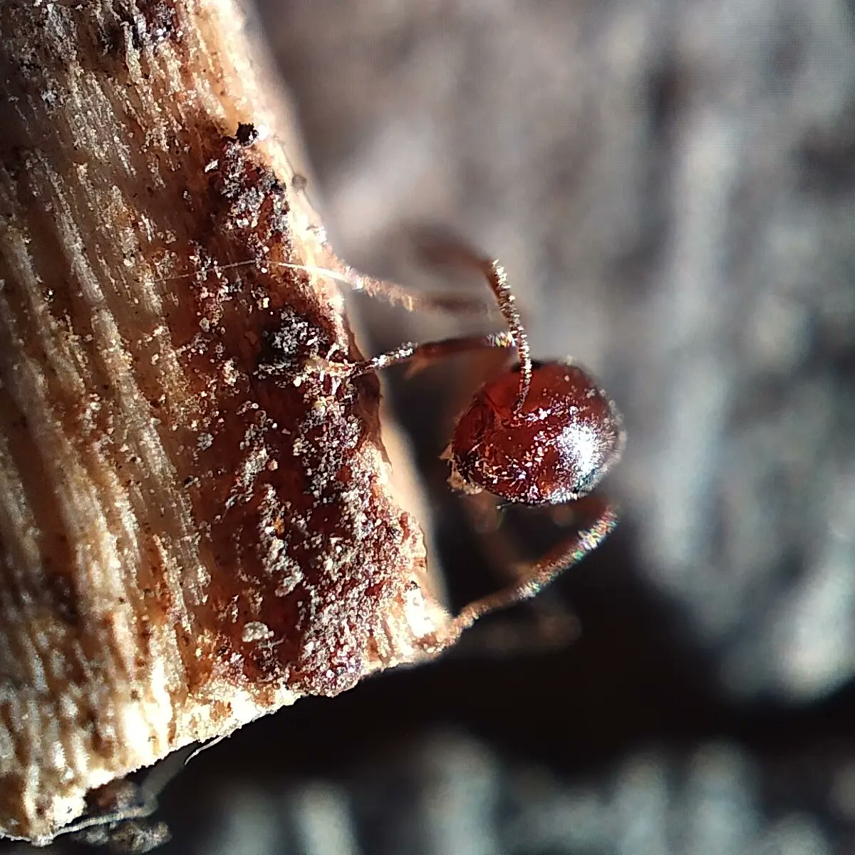 zaibi308's tweet photo. Antman's perspective https://t.co/XDwL0x58Mu