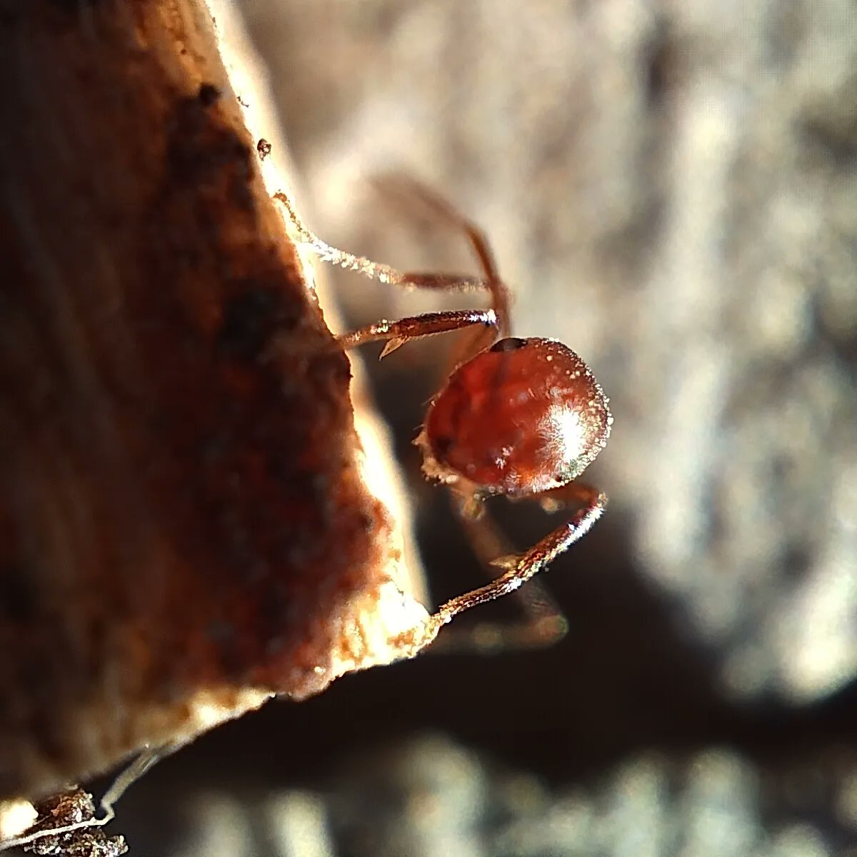 zaibi308's tweet photo. Antman's perspective https://t.co/XDwL0x58Mu