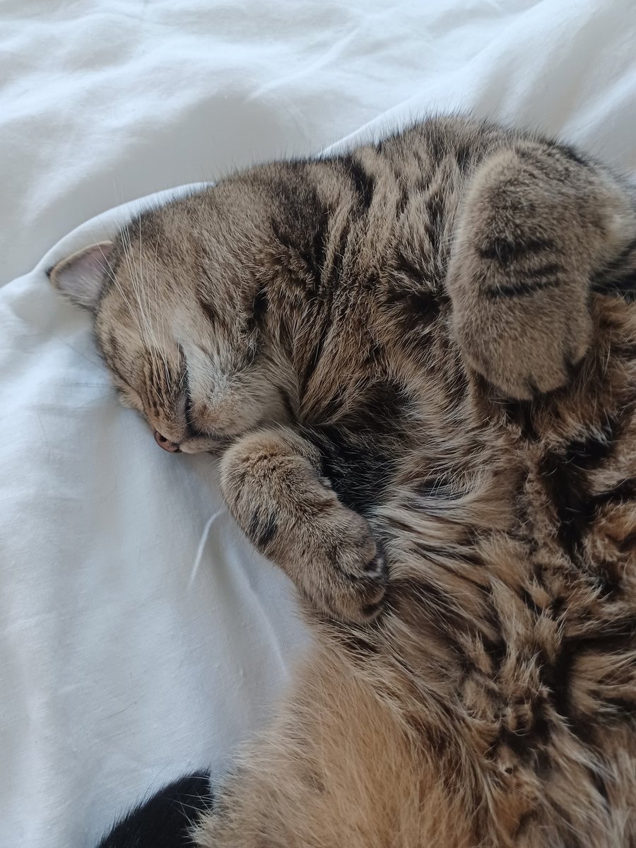 TracyOw27528267's tweet photo. #catnap anyone? 😽
My 'hu-mum' has run 🏃♀️ in the rain ☔️ had a #seadip 🌊, and cleaned the house especially for me, and all I feel the need to do is show my love like this 😽❤️.
#whorescuedwho 🐾😽 #catsprotectionrescueboy #sundayslumber #catlife #pawsome @CatsProtection https://t.co/IMIUBIm13X