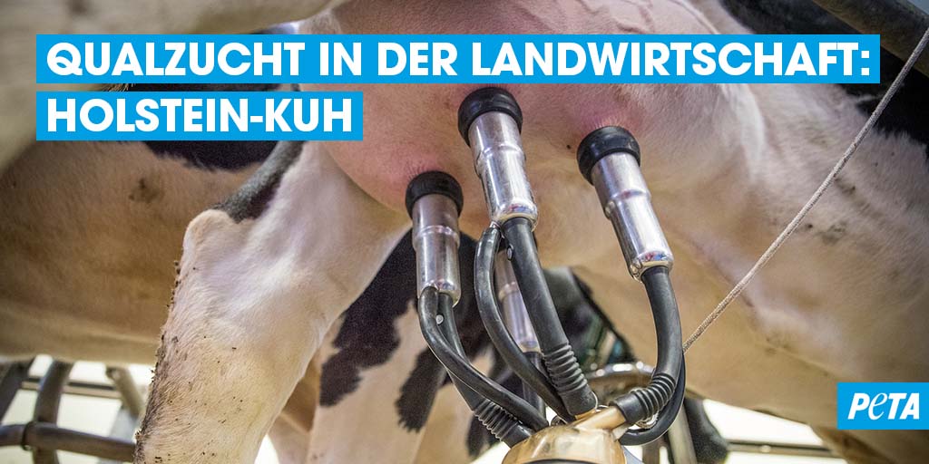 PETADeutschland's tweet photo. „Milchkühe” werden vor allem auf eine enorm hohe Milchleistung gezüchtet. Eine Holstein-Kuh muss teils bis zu 10.000 Liter #Milch im Jahr produzieren. 😳
Welche Folgen das für die Tiere hat, erfahrt ihr hier: https://t.co/hHmocifAwE #GoVegan #NotYourMom https://t.co/nd9RiGuiZn