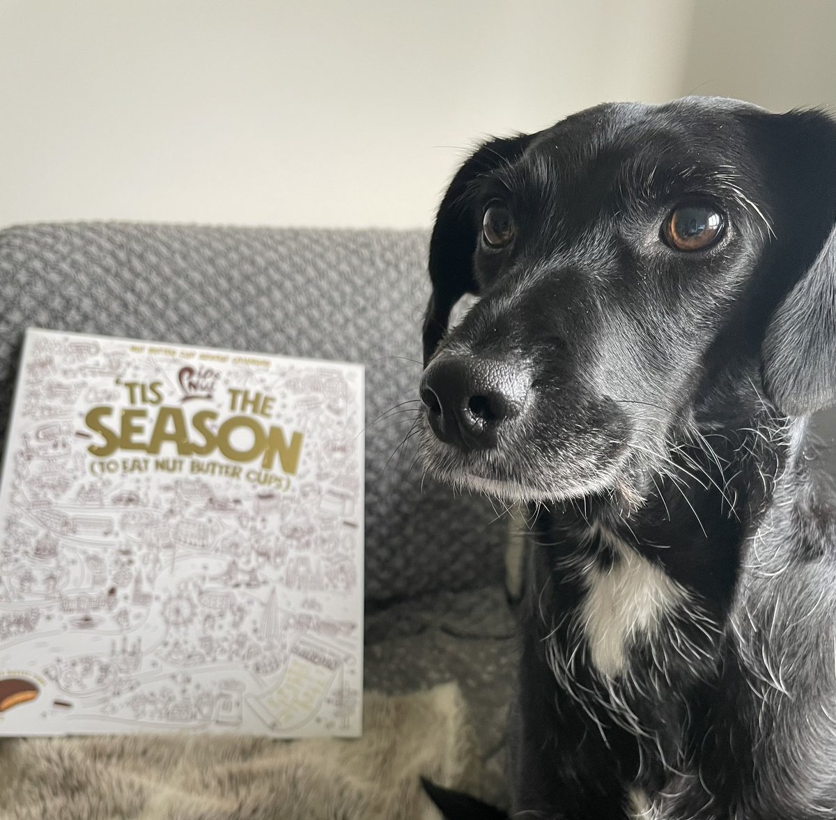 paulaSS66's tweet photo. @pipandnut Thank you for the amazing advent calendar! Indi is very excited by it, although she will not be eating it! https://t.co/Eys4FRWCqd