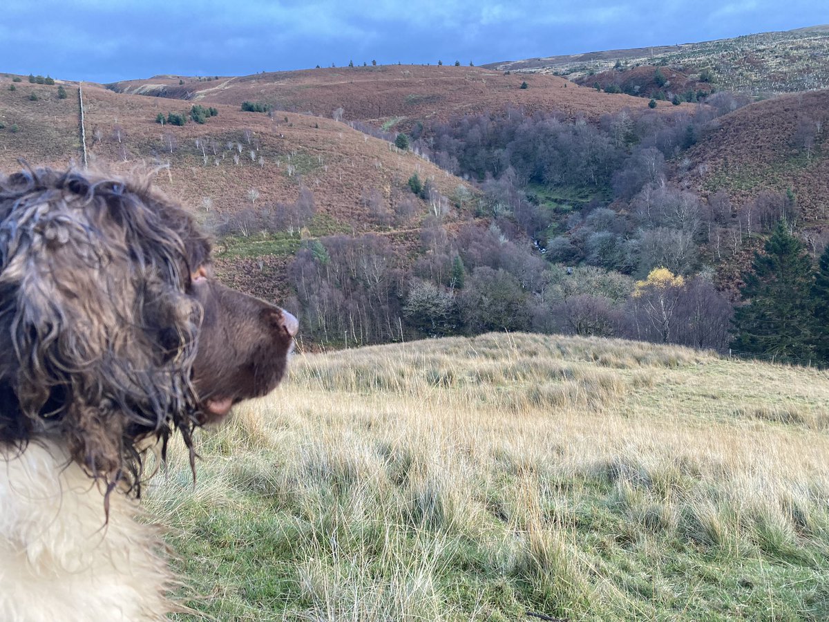 This afts job, sort Maurice’s ears out… #mauricethespringer #springer #spaniel