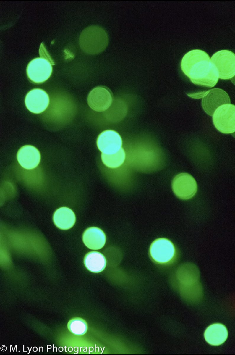saja0486's tweet photo. Illuminations #Illuminated #LightingEquipment #Pattern #Defocused #Green #Glowing #nikon #nikond7200 #nightphotography https://t.co/QwPSqwFhOT