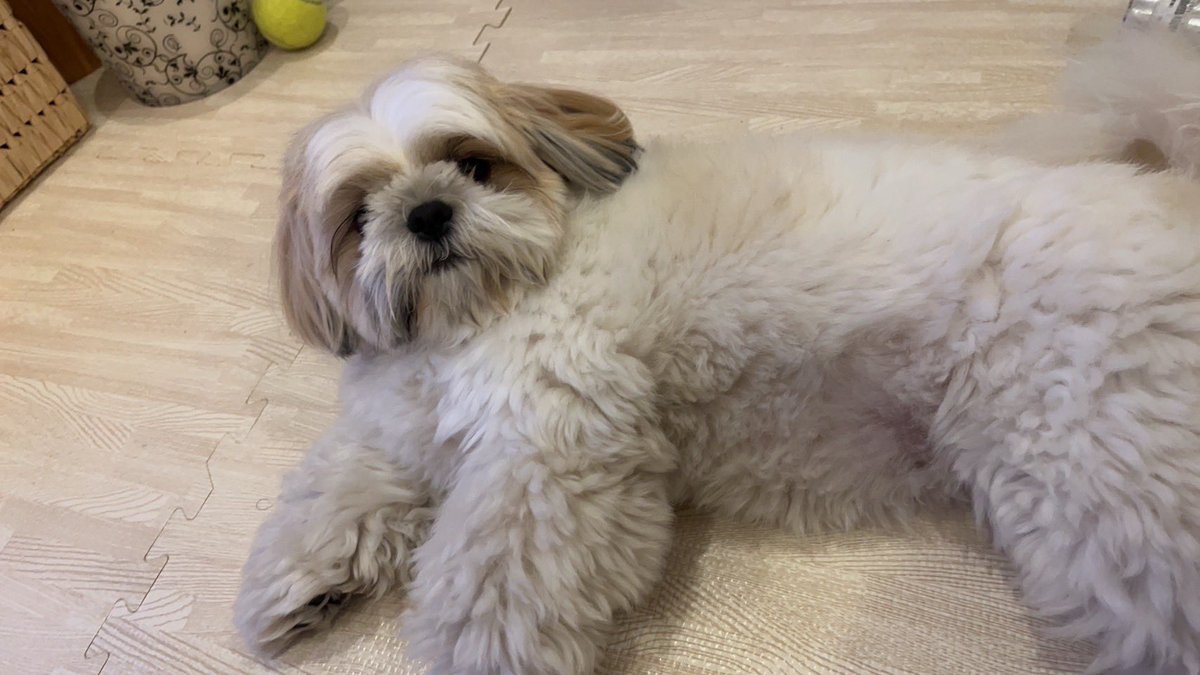 シーズー犬♡とギター ハンドメイド粘土 女性が喜ぶ♪