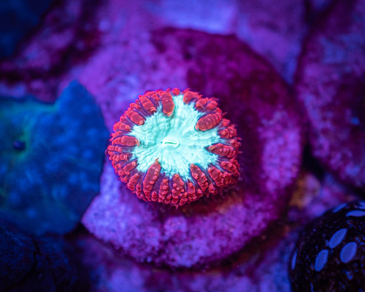 ReefChasers tweet picture