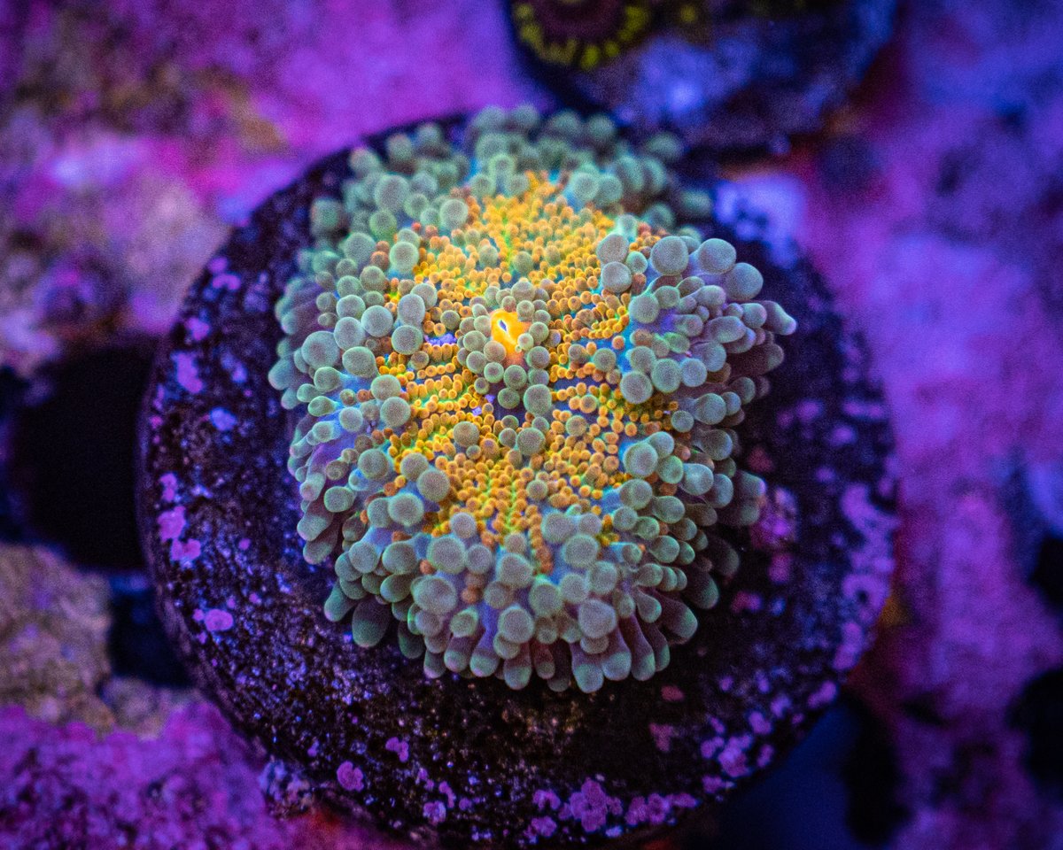 ReefChasers tweet picture