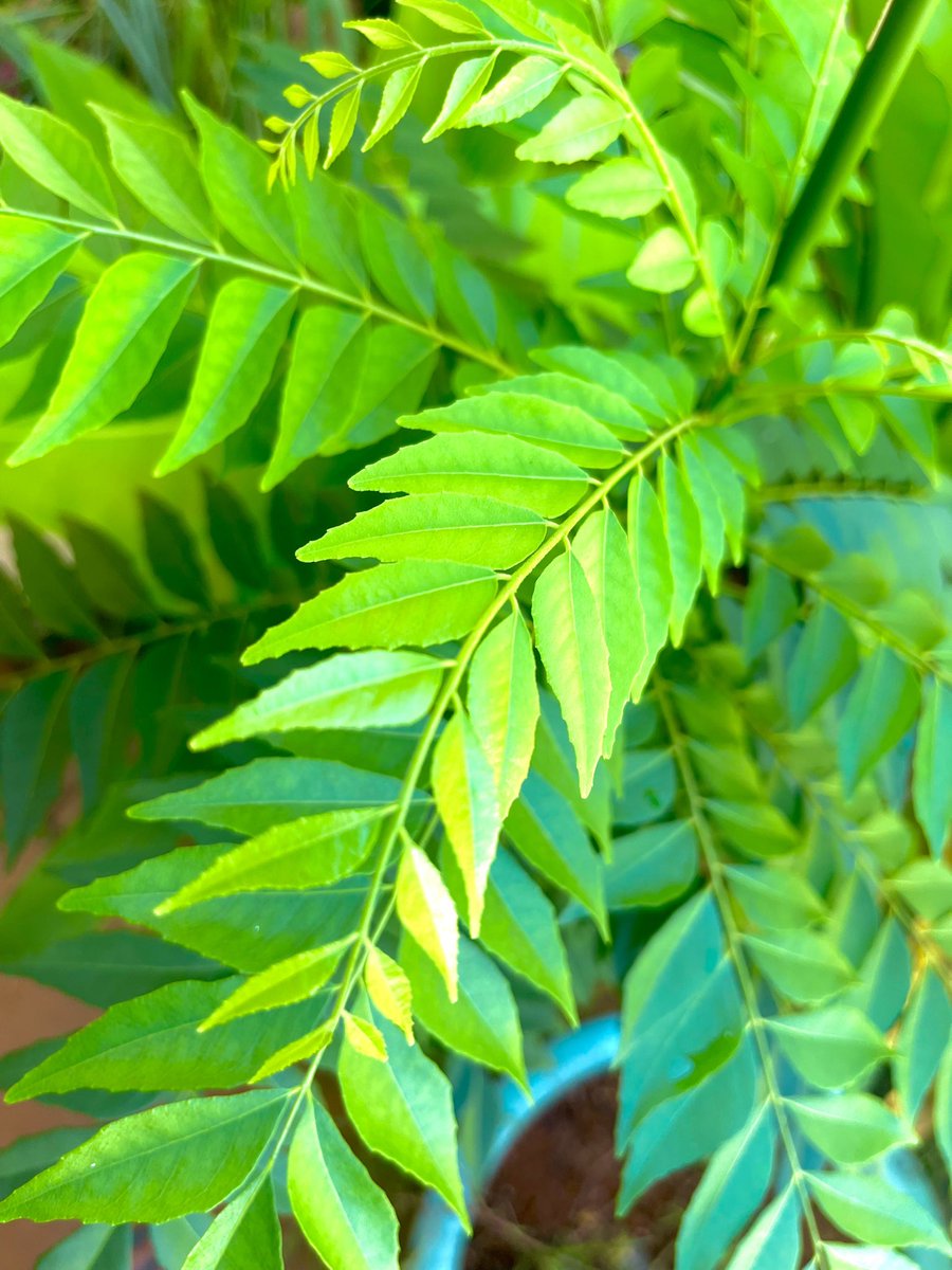 suzie_gau's tweet image. #curryleaves #currytree