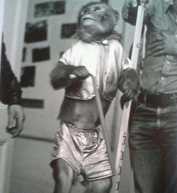 MultimediaPop's tweet image. #DatosPOP - Yoda de Star Wars iba a ser interpretado por un mono 😳, pero luego se decidió que no era adecuado por parte de la dirección. ¿Se imaginan a Yoda como un mono?🤔

#multimediapop #multimedia #cienciaficcion