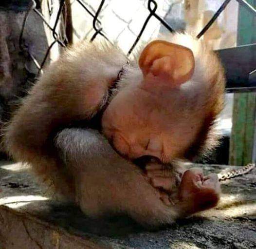 AdeaClaude's tweet photo. ZOO / PRISON
CIRQUE / PRISON 
 
Personne n'entend ce qu'éprouve une pauvre créature arrachée à son monde https://t.co/5jvjAF06vl