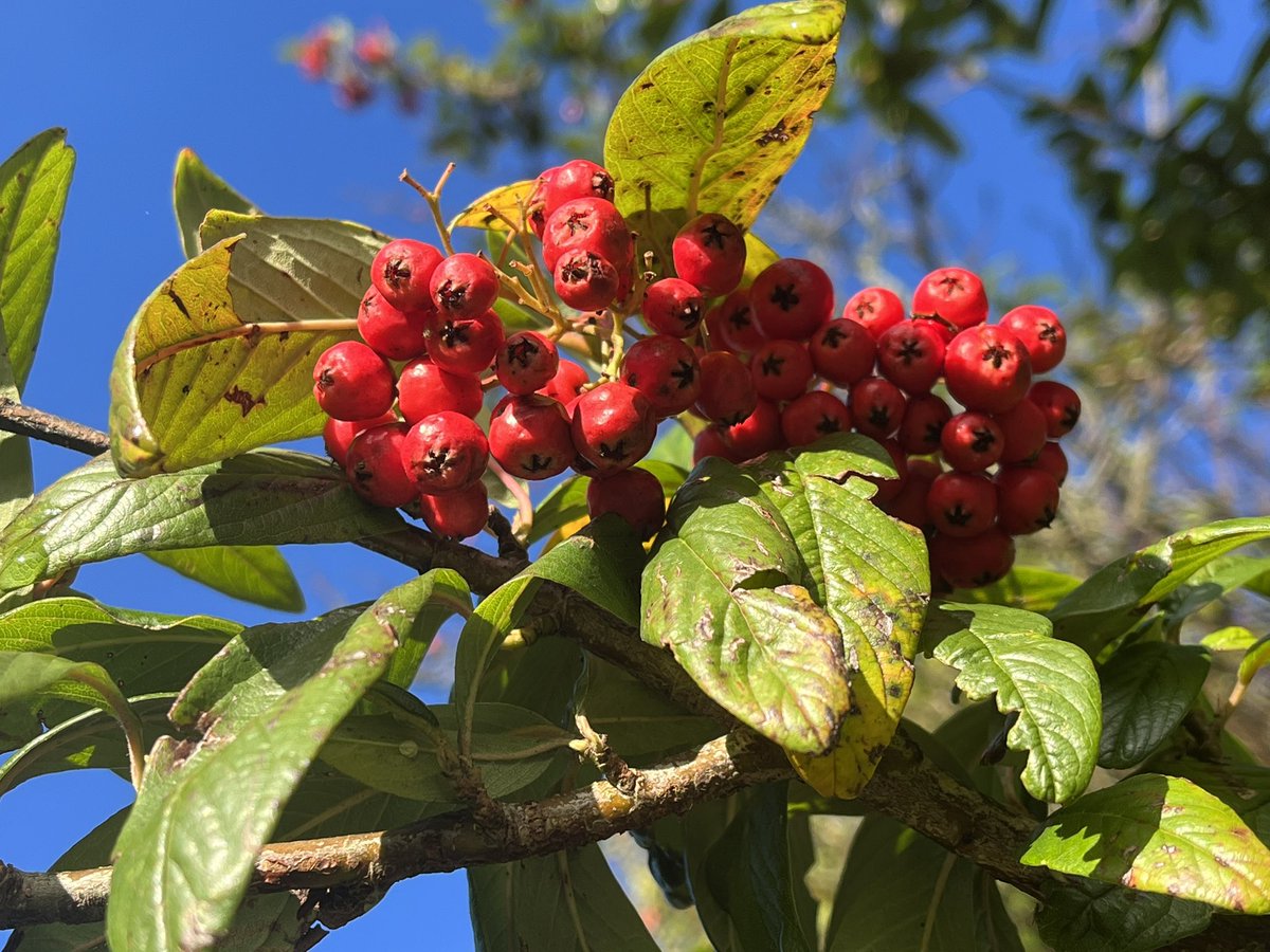 Berries from yesterday’s walk☀️
#Feizor 
#YorkshireDales