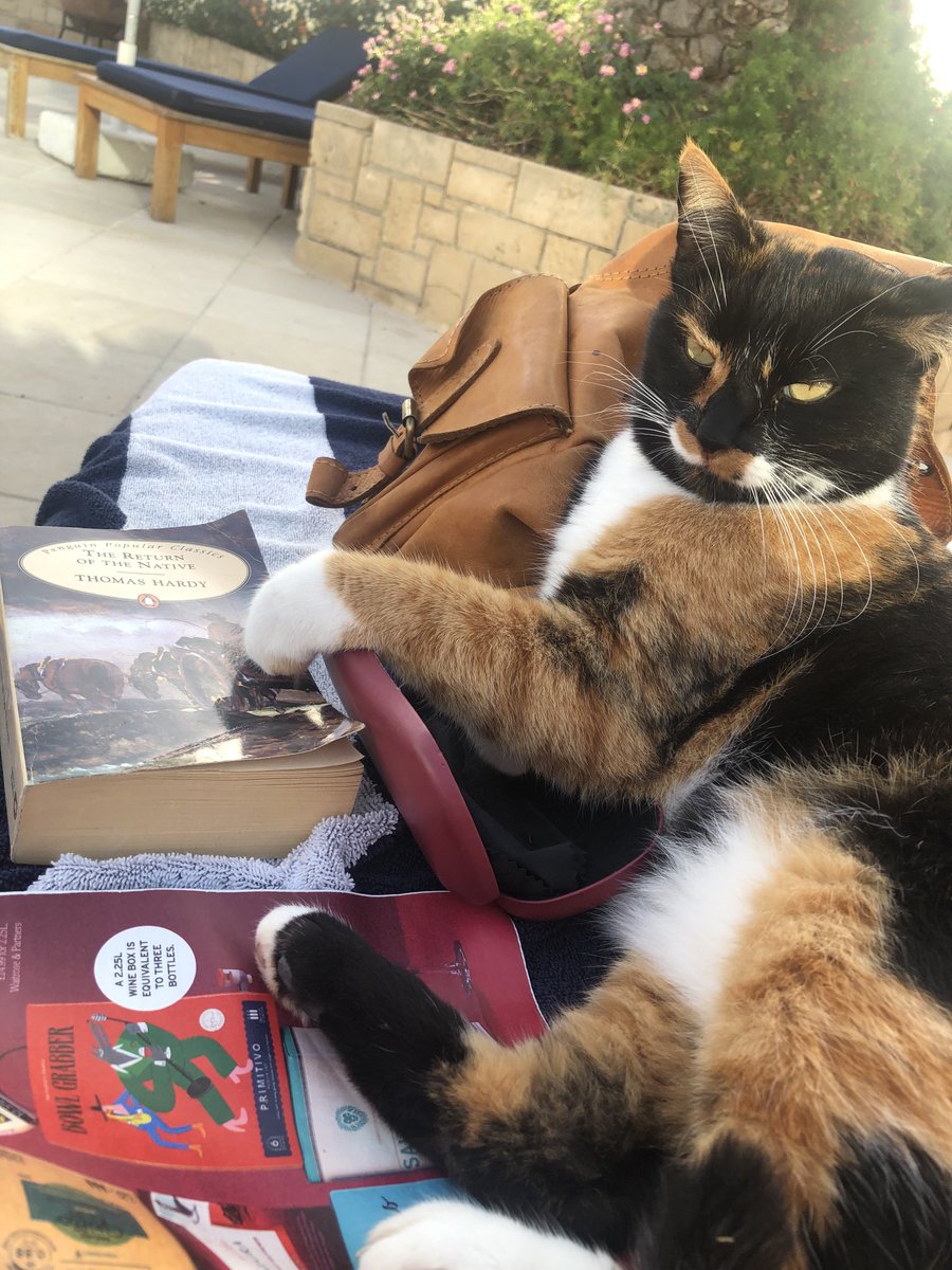 ⁦@thecatreviewer⁩ Well fed Cyprus cat settling down with a good book on my sun lounger….10/10 for quality reading matter