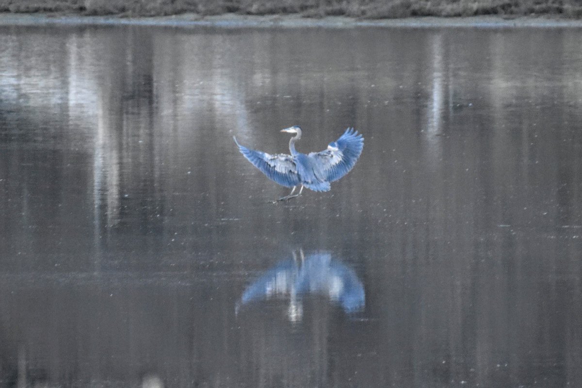 Copalis_Beach's tweet photo. #CopalisBeach #CopalisRiver #GreatBlueHeron #WashingtonCoast https://t.co/0D0J2fWZUD