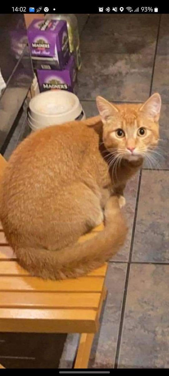 JohnDaffern2's tweet photo. MISSING CAT‼️
2¹½ year old Winnie has been #Lost since 20/10/22 from the #Carlton area of #Nottingham #NG4. She is #chipped & #neutered xxx very much loved & missed 💔 Any sightings or info please contact 07581451453
Many Thanks❤️ https://t.co/VoanOkIbqf