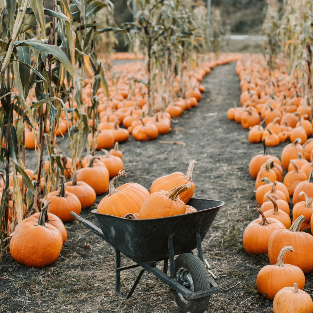 nwkeici's tweet photo. What's your favorite Thanksgiving themed activity in Northwest Kansas? https://t.co/ol4NgaQLoi