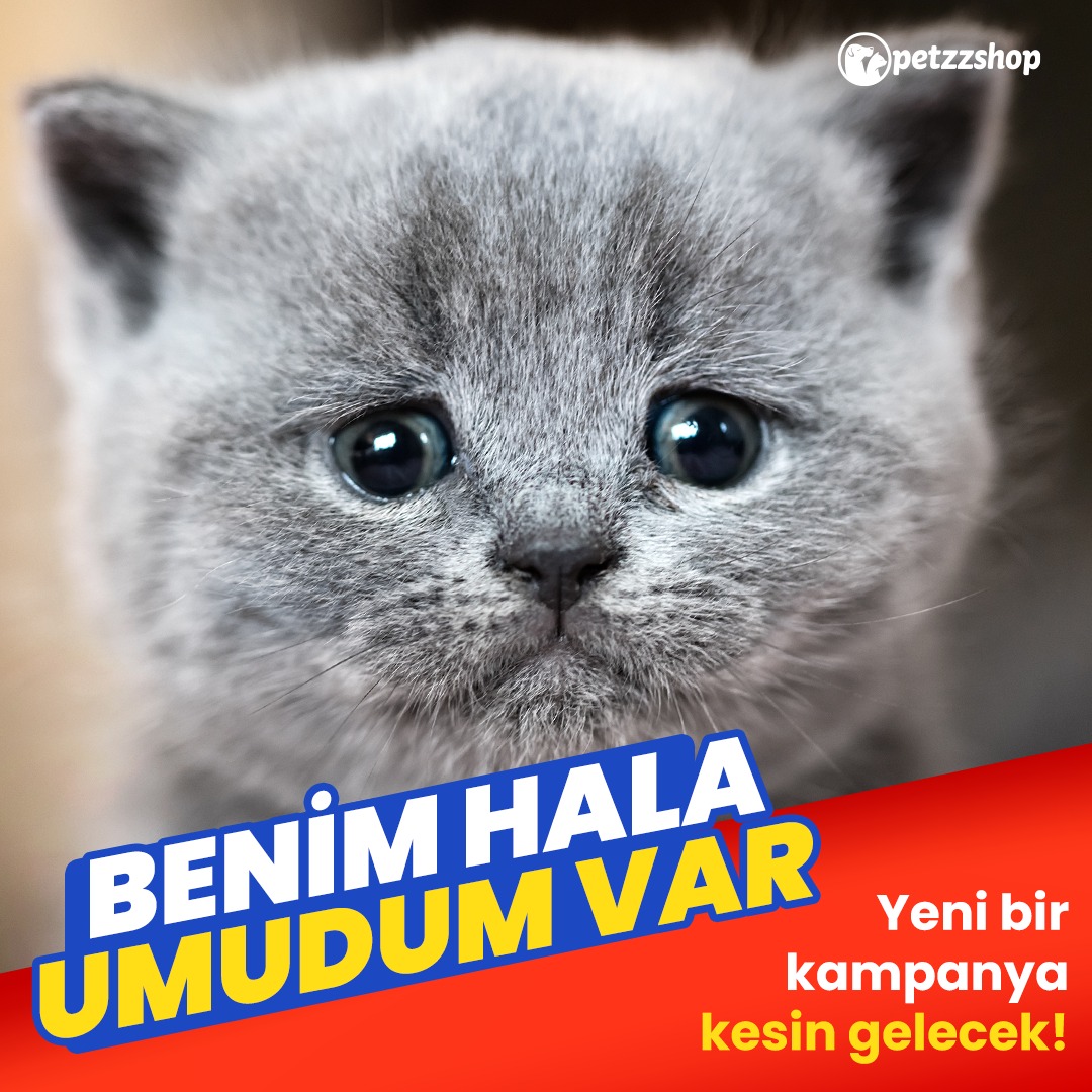 Sen sakın üzülme. Efsane bir karar aldık. Takipte Kalın!🐱

#PetzzShop #köpekyavrusu #köpeksever #köpekcik #sevimlidostlar #kedicikler #kediaski #kediyavrusu #kedicikler