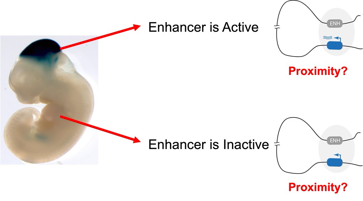 How important is Enhancer—Promoter physical proximity for developmental gene activation? Happy to share our work led by postdoc Zhuoxin Chen @Czx17943830 where we systematically address this question in vivo. (1/n) biorxiv.org/content/10.110…