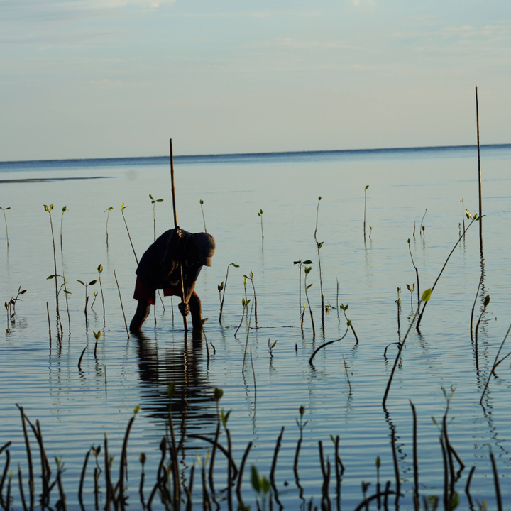 🌳🌳  It's easy to think of trees as just beautiful plants that make our neighbourhoods and cities look nicer. But what a lot of people don't realise is how important trees really are to our environment! 

Trees help clean the air, reduce erosion, and provide habitats for ani