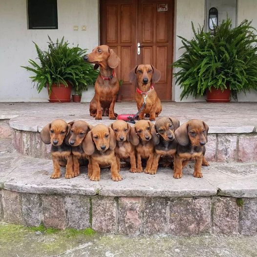 #Dachshunds #Dachshund #Dog https://t.co/3yuI6xZ6xw