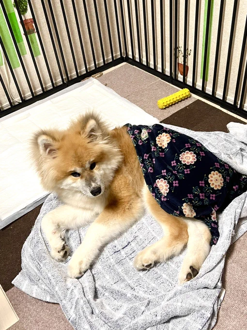 寒いので人間は着る毛布を解禁し、ぽんちゃんも毛布にくるまりました #秋田犬 