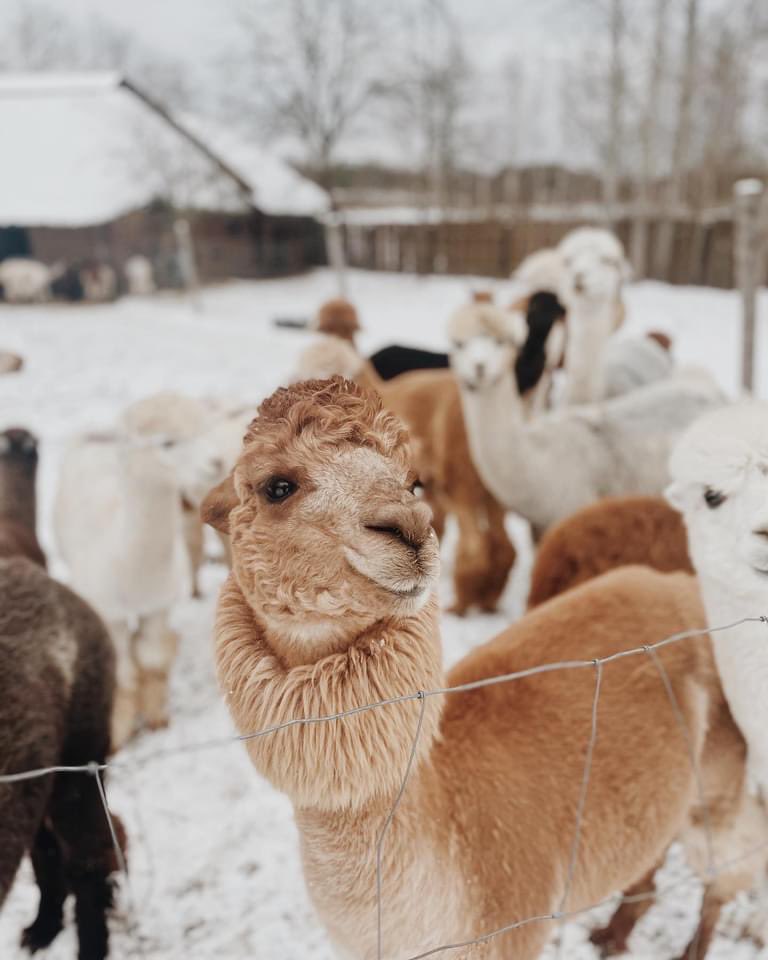 VilniusPlay's tweet photo. It only take a 20min-ride from #Vilnius to see these adorable alpacas 💕 we are in love! 🦙 https://t.co/jHsYWr8yGW