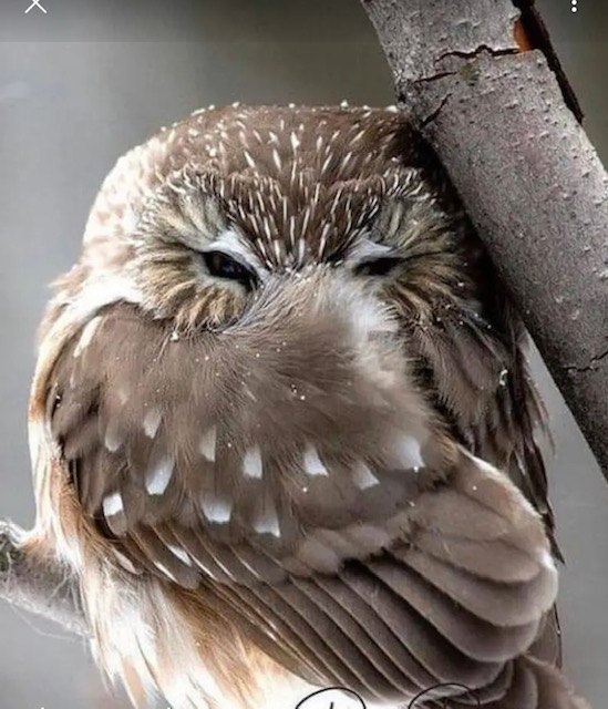 robinkoretsky's tweet photo. @supermarkusa Oh no ..... this "Robin" is a totally different type of bird in reach life vs. Twitter. #WHO https://t.co/JKjCD4g3b9
