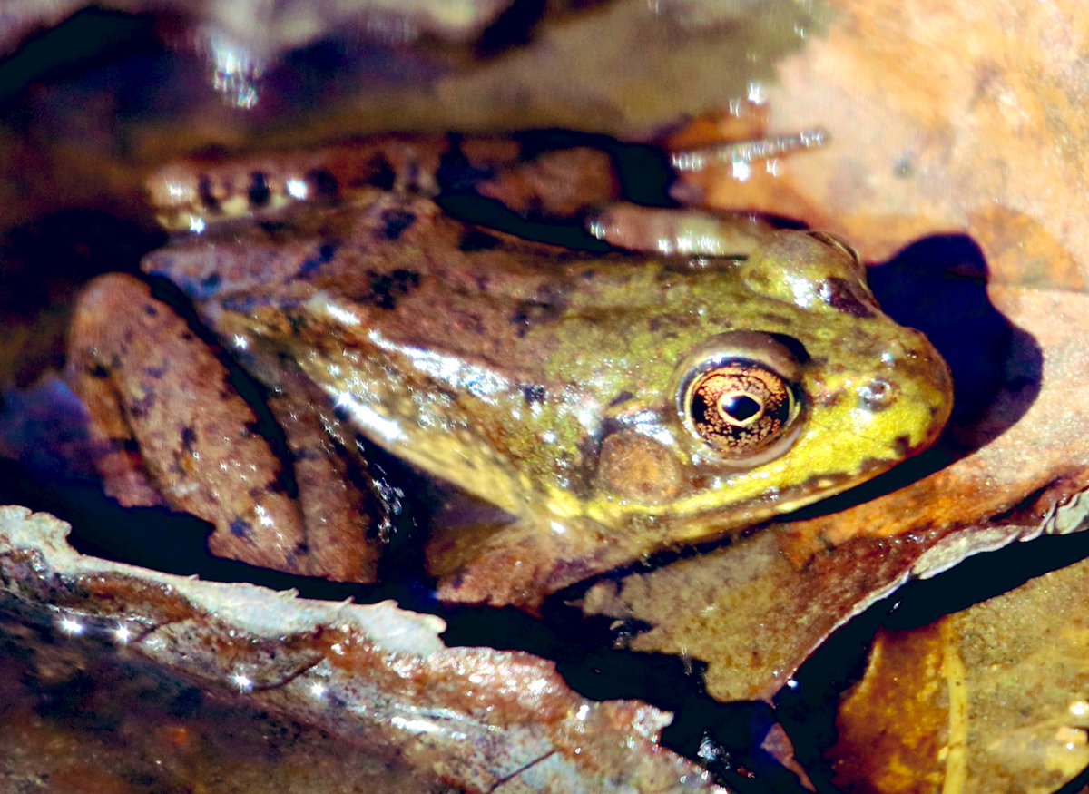 LakelifeLore's tweet photo. @7StellarJays A world in an eye. #TweetAFrog
Spotted in a trickle of stream on a forest path in Nova Scotia. https://t.co/LpUMlxgU97