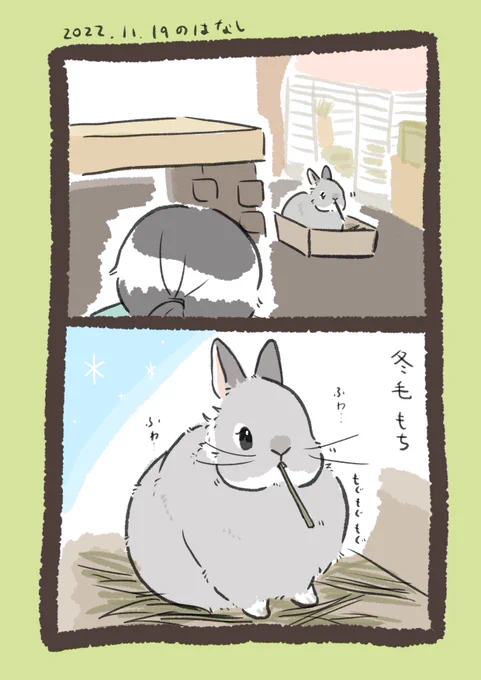 昨日のrabbit…と今日のrabbit…❄️
#うさぎのいる生活 