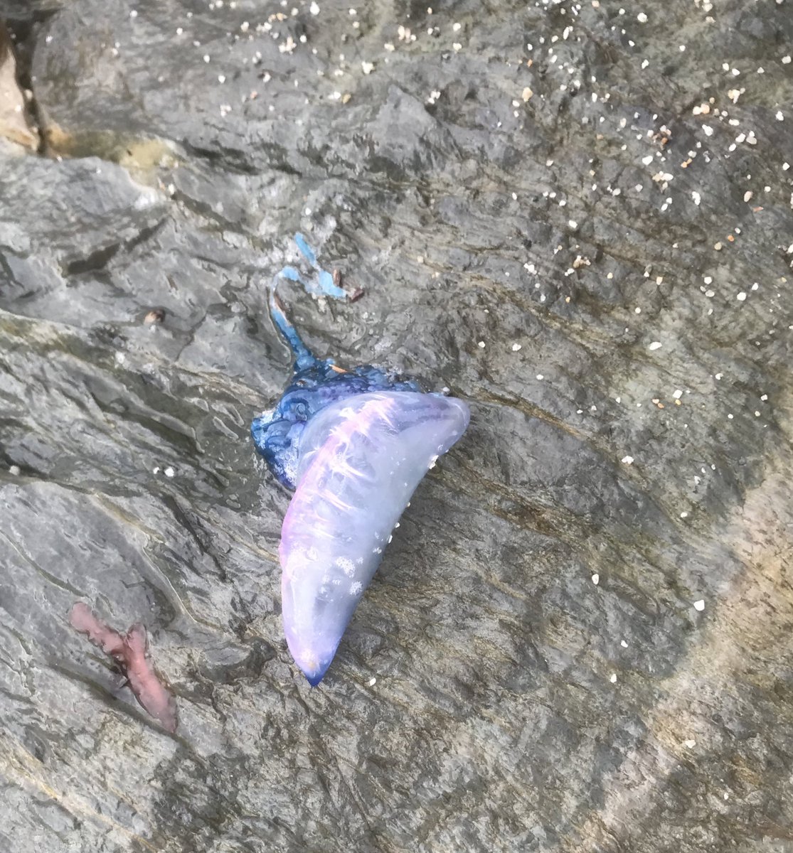 28 Portuguese man o war seen on Ballydonegan beach Cork today. #ClimateCrisis #wildatlanticway