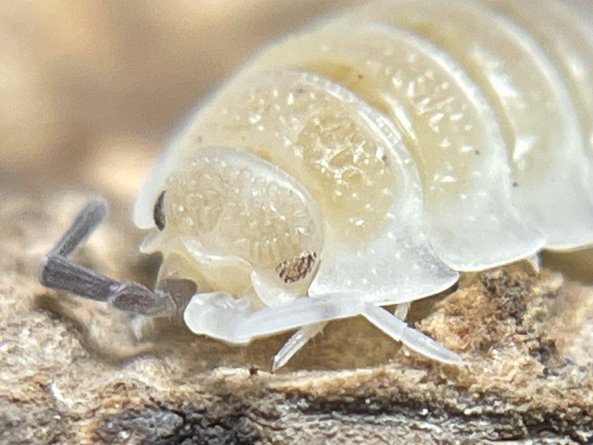 crevicedwelling's tweet photo. miss starry eyes… unique little lady. the tubercles around her eyes look something like long eyelashes https://t.co/LFGWWNVc2d