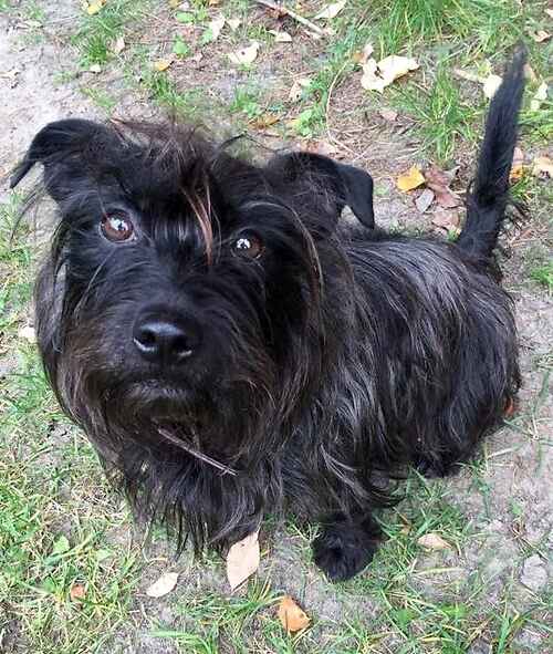 Special appeal, please retweet to help Danny Boy find a home #Kent #UK 

Terrier aged 10, due to abuse looking for an adult, single, female home. He has a very sad story and will need anyone that can offer a home to visit him multiple times before adoption
lastchanceanimalrescue.co.uk/kennel/dog.php