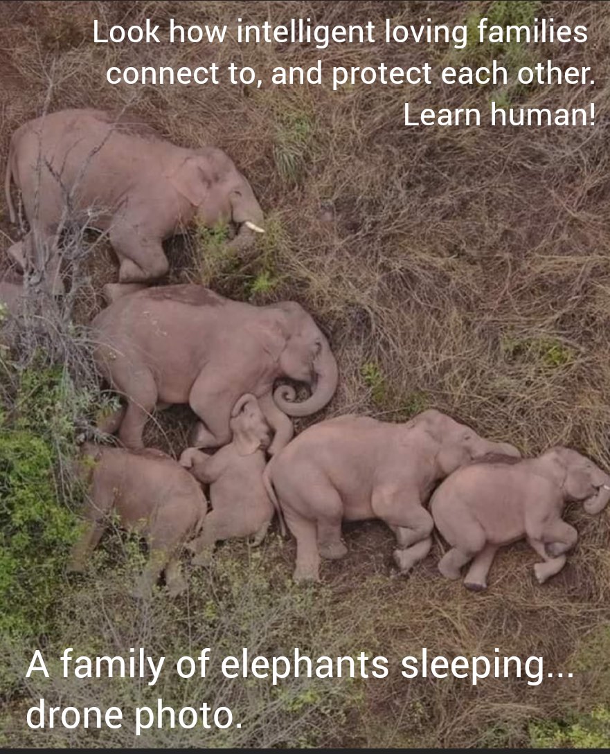 onepresentheart's tweet photo. Human MUST start protecting their young... Learn from the animals, human! https://t.co/fPCAnRGCwC