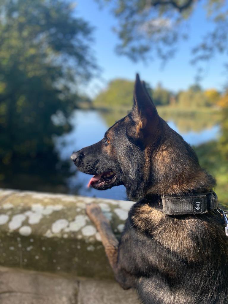 WarksPoliceDogs's tweet photo. An elderly male with dementia who had gone missing. PD Kasper tasked to an area 3hrs after male last seen. PD Kasper located property belonging to the male &amp; quickly found him injured in a ditch. 🚑 was quickly called &amp; the male taken to 🏥for treatment #TheNoseKnows #LifeSaved https://t.co/CJVEQZ5Uuq