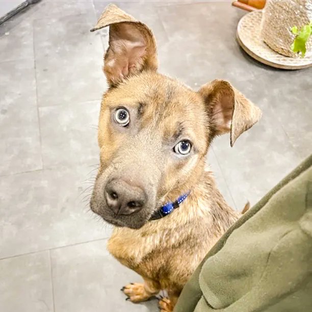 UrbanSouthBeer's tweet photo. TODAY! We're hosting all the good boys and good girls from @trampledroserescue from 11a - 2p. Swipe through to see some of the babies ready to meet you at the taproom.
-
#urbansouthbrewery #trampledrose #noladogs #doggosofnola #adoptdontshop #nolapets #neworleans #sundayfunday https://t.co/8lBNgACibL
