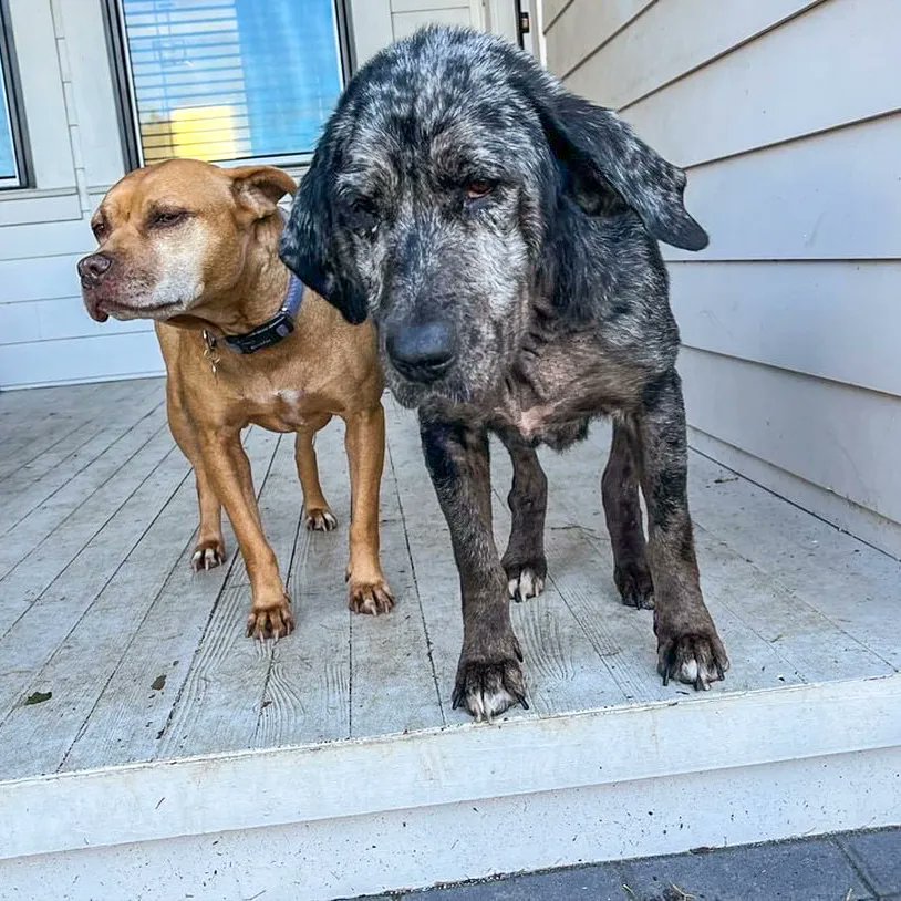 UrbanSouthBeer's tweet photo. TODAY! We're hosting all the good boys and good girls from @trampledroserescue from 11a - 2p. Swipe through to see some of the babies ready to meet you at the taproom.
-
#urbansouthbrewery #trampledrose #noladogs #doggosofnola #adoptdontshop #nolapets #neworleans #sundayfunday https://t.co/8lBNgACibL