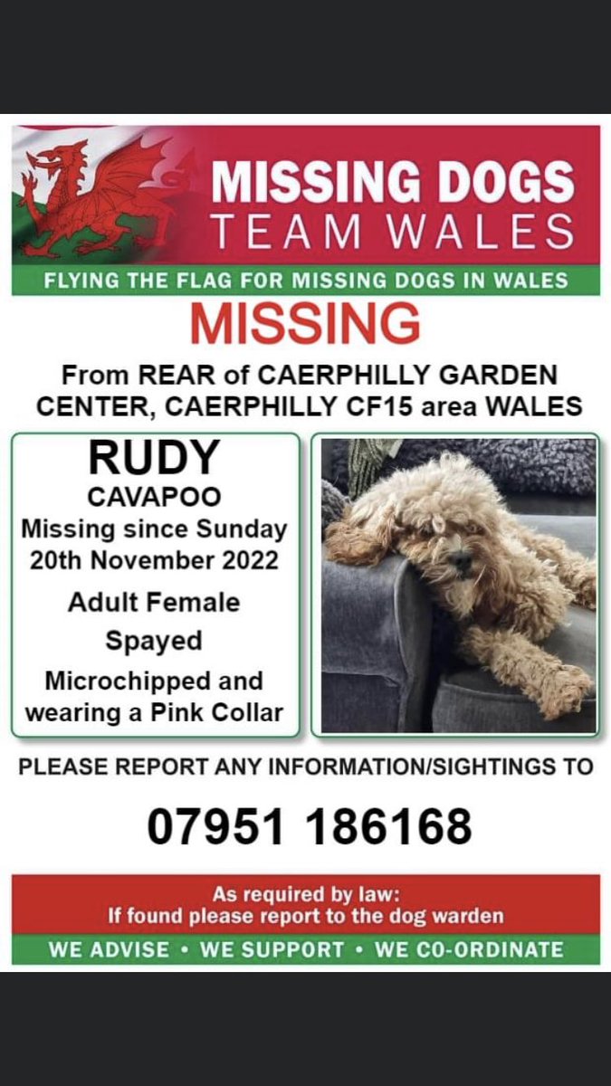 RachaelB100's tweet photo. RUDY
❗️#MISSING FROM REAR OF CAERPHILLY GARDEN CENTER, #CAERPHILLY #CF15 AREA #WALES ❗️
#CAVAPOO #CHIPPED #SPAYED
SINCE SUN 20th NOVEMBER 2022
PLS LOOK OUT FOR HER & CALL WITH ANY SIGHTING/INFO ❗️
@missingdogwales
@rhymneyexpress
@Visitcaerphilly
https://t.co/7STHPd5mZk https://t.co/RVqNup5wAy
