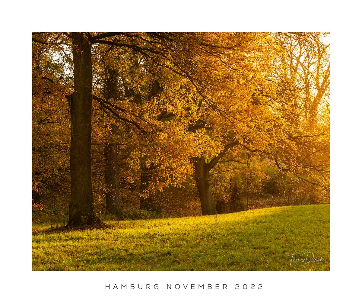 Thomasdphoto's tweet photo. Yesterday I went on a little walk, suddenly I had amazing light. @ndr2 @hamburgjournal #jenischpark #trees https://t.co/IpuyrpzJYy