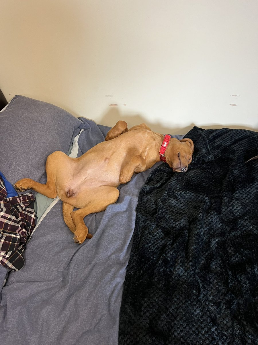 RalphasaurusRex's tweet photo. Well #PrincessLeia has arrived in the mess and is definitely making herself comfortable!! Not sure she cares that she’s on my bed though.                                      #Labrador #FoxRed #Thatsmybed https://t.co/q0t7ZcHwBp