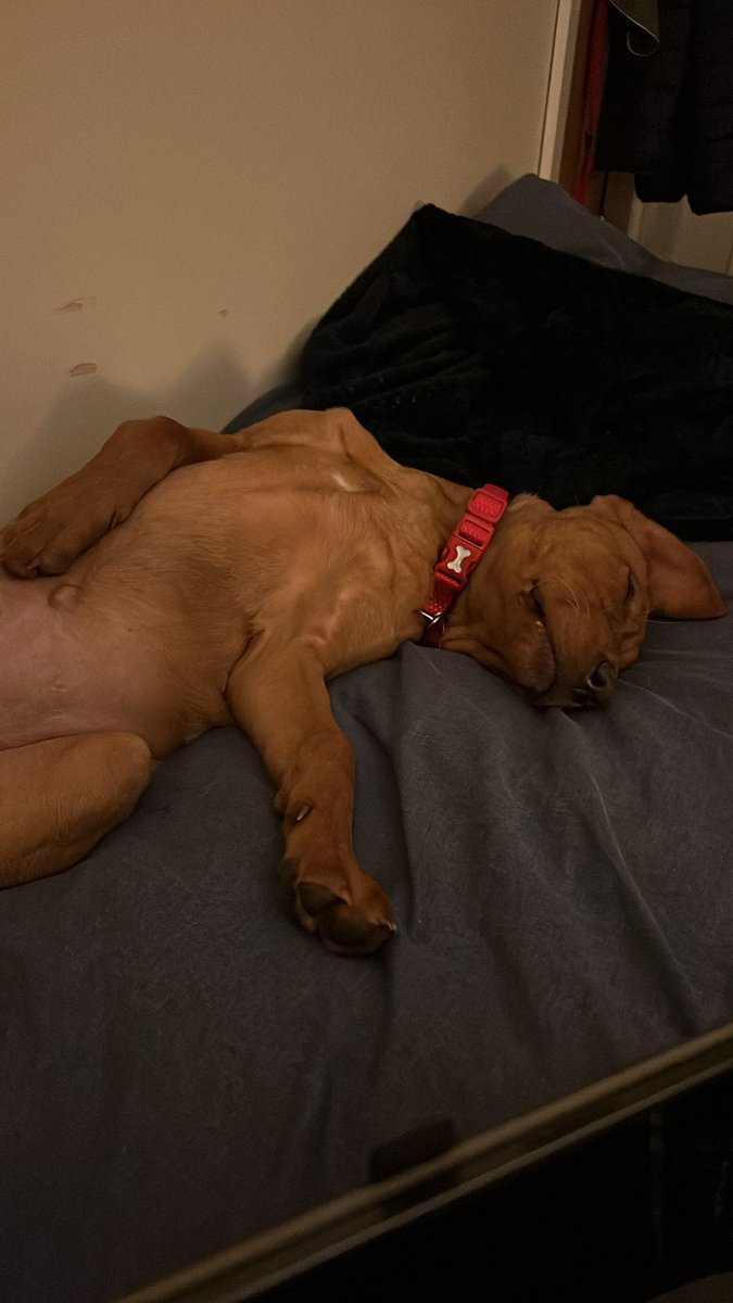 RalphasaurusRex's tweet photo. Well #PrincessLeia has arrived in the mess and is definitely making herself comfortable!! Not sure she cares that she’s on my bed though.                                      #Labrador #FoxRed #Thatsmybed https://t.co/q0t7ZcHwBp