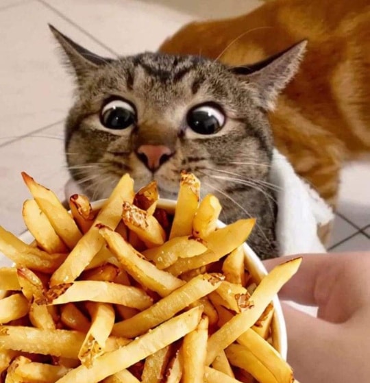 my face every time there are french fries
