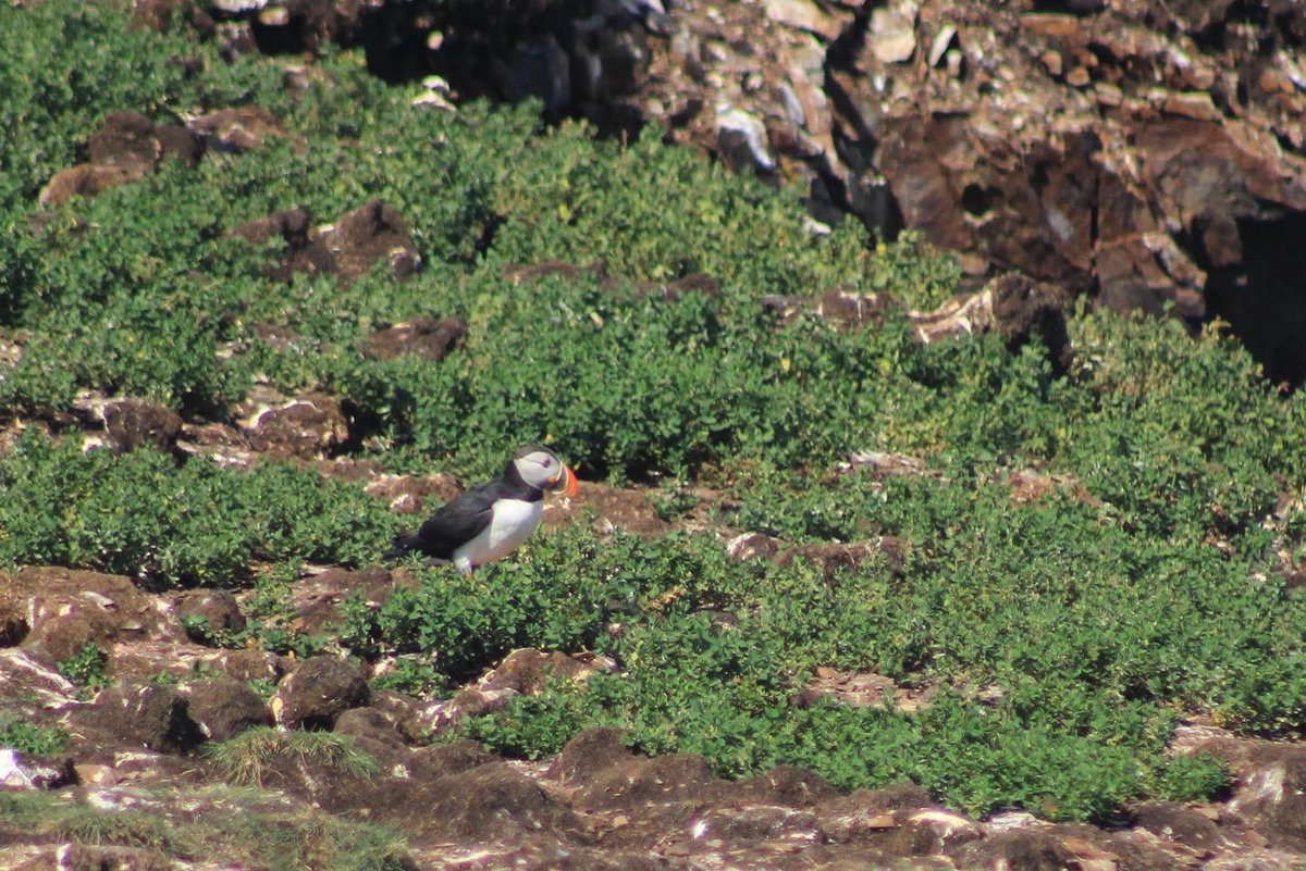 capturedisland's tweet photo. Puffins from this past summer in Bonavista
#capturedislandphotography #puffin #birdphotography #wildlifephotography #Newfoundland #explorenl #photo #photography #photooftheday #photographylovers #photographer https://t.co/sCGkdF2PGl