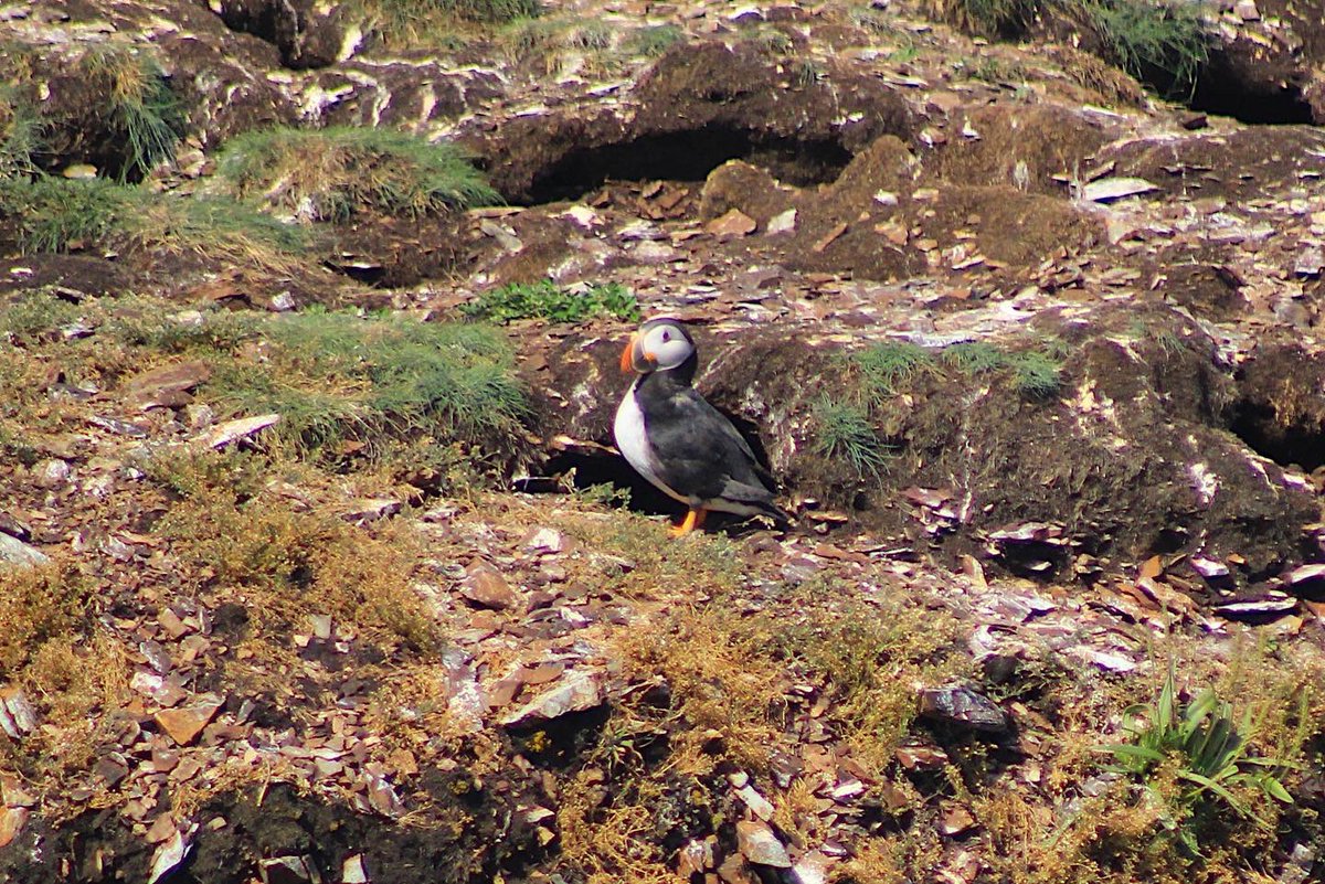capturedisland's tweet photo. Puffins from this past summer in Bonavista
#capturedislandphotography #puffin #birdphotography #wildlifephotography #Newfoundland #explorenl #photo #photography #photooftheday #photographylovers #photographer https://t.co/sCGkdF2PGl