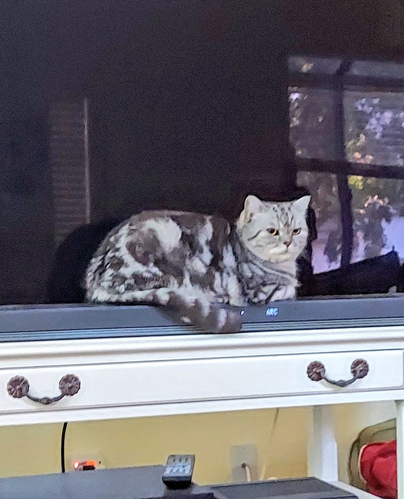 zenkittiesmama's tweet image. Look at me, look at me!!! ♥️Oliver
#CatsOfTwitter 
#notmoving 
#notsorry