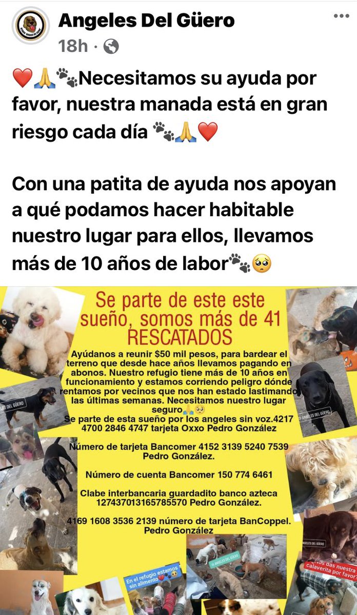 Por favor ayúdenme a difundir por amor a los #perritosdemexico #perritoscallejeros #perritos