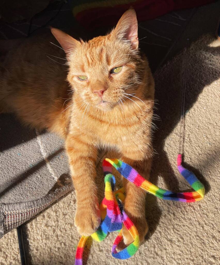 MrTikiGolden's tweet photo. I loved a bit of #sunshine, but only just a bit. #sunnysunday https://t.co/g6TcPoJWwL https://t.co/cRKwr4SR3v