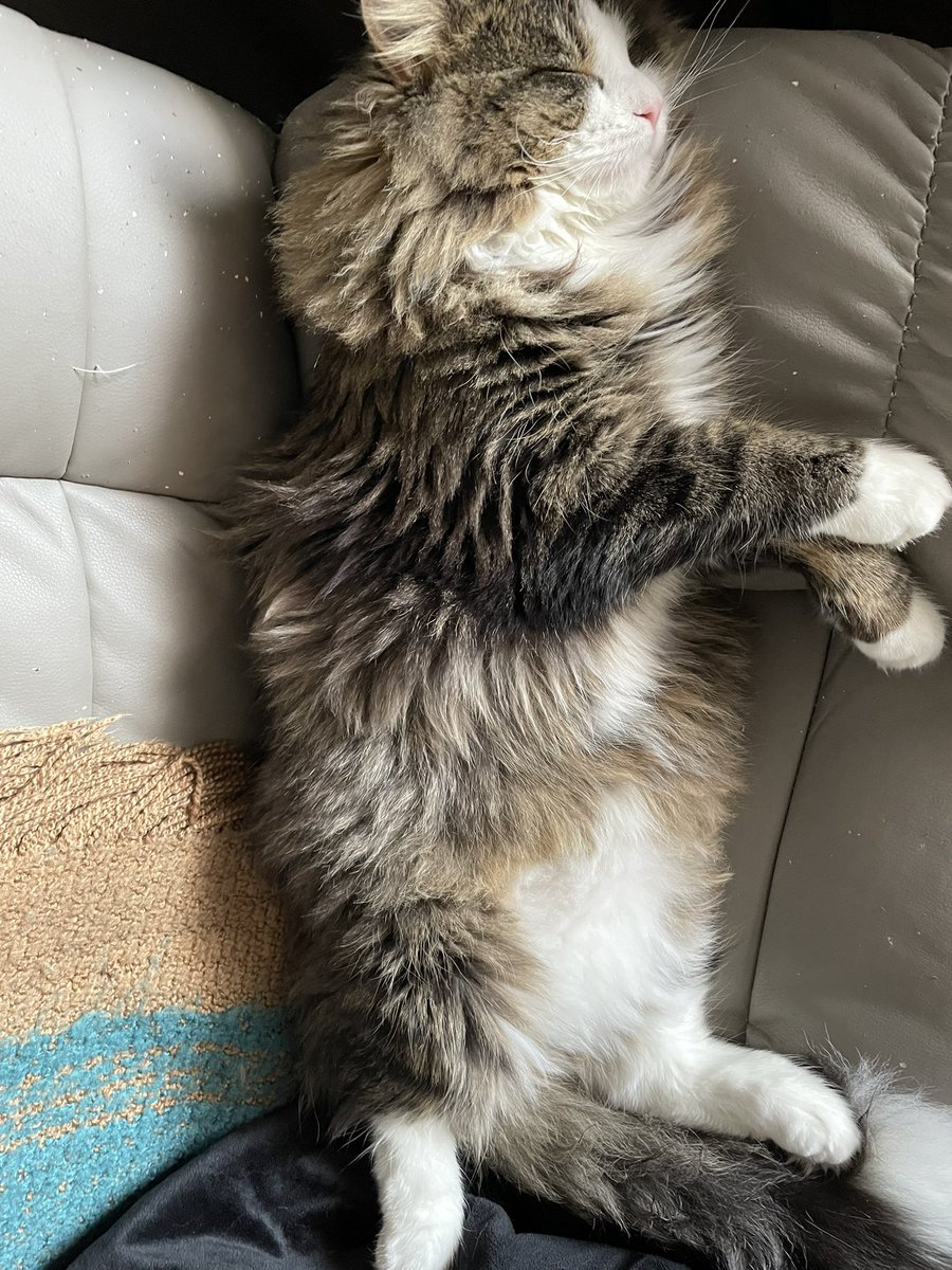 Alex/ThatCNFTShow tweet media