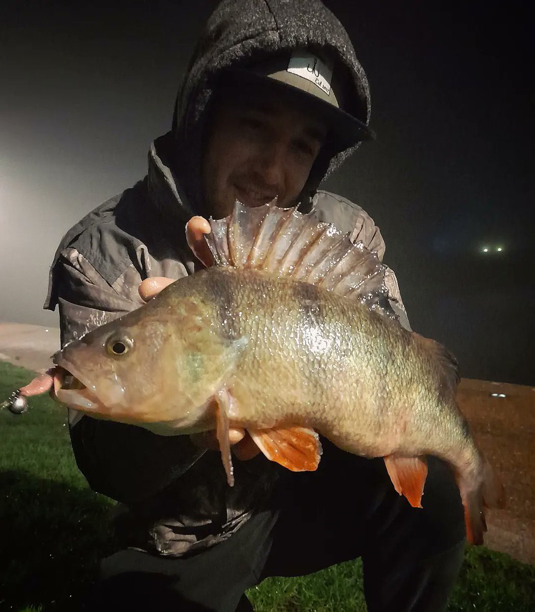 HCRFISHING's tweet photo. Some recent mahoosive Perch on the lures of course #Perch #percfishing #fishing #lurefishing #FYP #fypシ https://t.co/fCG1vEnYCV