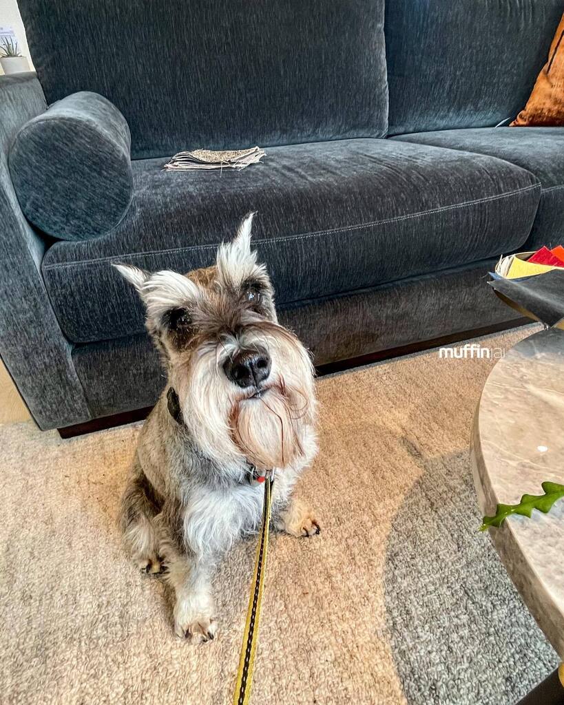 🛋️ Furniture shopping @parliamentinteriors today? 🛒🤔 Are we deciding or moving? 🥺🥹 #Schnauzer #SchnauzerOfInstagram 🐶🐾🇨🇦 #DogsOfVancouver #DogsOfCanada instagr.am/p/ClMbI_iyGLF/ #dogsofinstagram #dogsoftwitter #schnauzergang #schnauzeroftwitter #schnauzer #minischnauzer #…