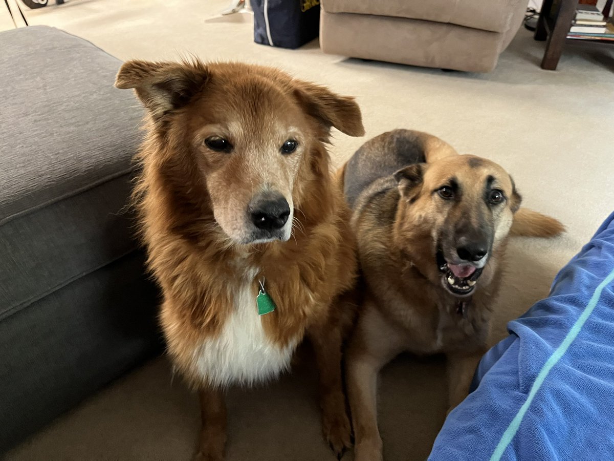 Pork Chop and Daisy waiting for food scraps while we watch football in the basement. Please share pics of your pets in the comments below ❤️
